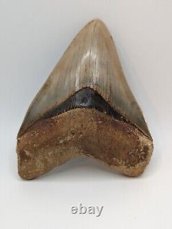 LARGE Megalodon Shark Tooth Fossil 5.22'' No Repair/Resto, Feeding Damage