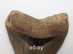 LARGE Megalodon Shark Tooth Fossil 5.22'' No Repair/Resto, Feeding Damage