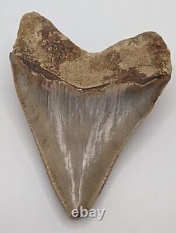 LARGE Megalodon Shark Tooth Fossil 5.22'' No Repair/Resto, Feeding Damage