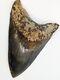 Large Megalodon Shark Tooth Fossil 5 Rare Color Authentic No Repair/resto