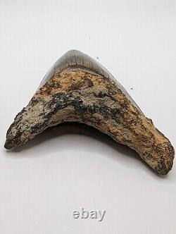 LARGE Megalodon Shark Tooth Fossil 5 Rare Color AUTHENTIC No Repair/Resto