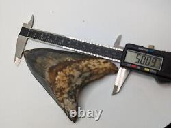 LARGE Megalodon Shark Tooth Fossil 5 Rare Color AUTHENTIC No Repair/Resto