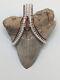 Large Megalodon Shark Tooth Pendant Charm Fossil, Wire Wrapped For Necklace
