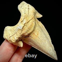 LARGE Otodus obliquus Moroccan Shark Tooth 3.31 Megalodon Ancestor unrestored