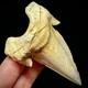 Large Otodus Obliquus Moroccan Shark Tooth 3.31 Megalodon Ancestor Unrestored