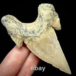LARGE Otodus obliquus Moroccan Shark Tooth 3.31 Megalodon Ancestor unrestored
