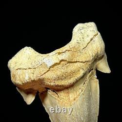 LARGE Otodus obliquus Moroccan Shark Tooth 3.31 Megalodon Ancestor unrestored