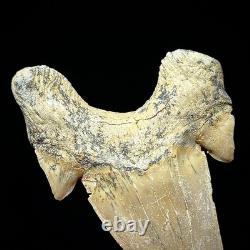 LARGE Otodus obliquus Moroccan Shark Tooth 3.31 Megalodon Ancestor unrestored