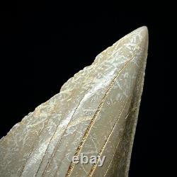 LARGE Otodus obliquus Moroccan Shark Tooth 3.31 Megalodon Ancestor unrestored