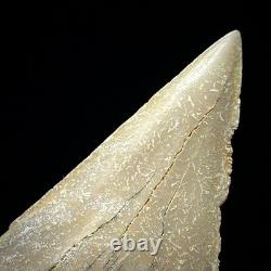 LARGE Otodus obliquus Moroccan Shark Tooth 3.31 Megalodon Ancestor unrestored