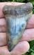 Large 2 1/2 Hastalis Shark Tooth Fossil Georgia Not Megalodon