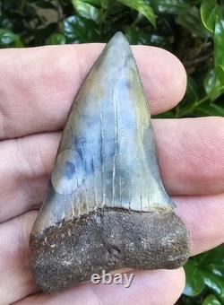 Large 2 1/2 Hastalis Shark Tooth Fossil Georgia Not Megalodon