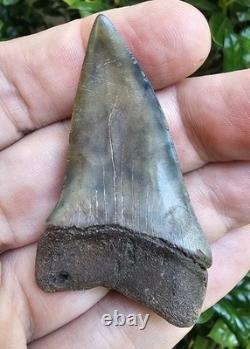 Large 2 1/2 Hastalis Shark Tooth Fossil Georgia Not Megalodon