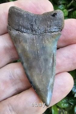 Large 2 1/2 Hastalis Shark Tooth Fossil Georgia Not Megalodon