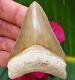Large 3 Needle Tip Bone Valley Megalodon Tooth Florida Fossil Shark Teeth Gem