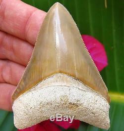 Large 3 Needle Tip Bone Valley Megalodon Tooth Florida fossil Shark teeth gem