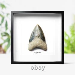Large 4-5 inch Carcharocles Megalodon Shark Tooth Frame Real Dinosaur Fossil