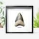 Large 4-5 Inch Carcharocles Megalodon Shark Tooth Frame Real Dinosaur Fossil