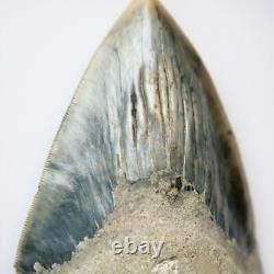 Large 4-5 inch Carcharocles Megalodon Shark Tooth Frame Real Dinosaur Fossil