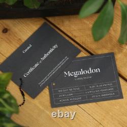 Large 4-5 inch Carcharocles Megalodon Shark Tooth Frame Real Dinosaur Fossil