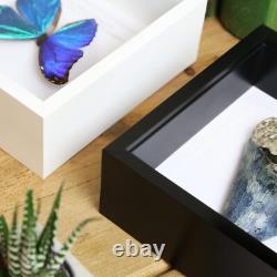 Large 4-5 inch Carcharocles Megalodon Shark Tooth Frame Real Dinosaur Fossil