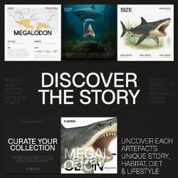 Large 4-5 inch Carcharocles Megalodon Shark Tooth Frame Real Dinosaur Fossil