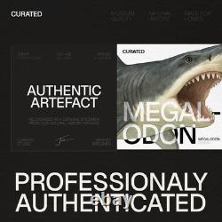 Large 4-5 inch Carcharocles Megalodon Shark Tooth Frame Real Dinosaur Fossil