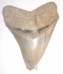 Large 4.85 Aurora Lee Creek Fossil Megalodon Tooth No Repair Or Restoration