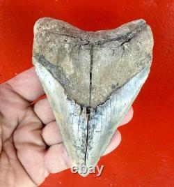 Large 5.22 Inch Aurora Megalodon Shark Tooth, Lee Creek North Carolina