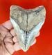 Large 5.22 Inch Aurora Megalodon Shark Tooth, Lee Creek North Carolina