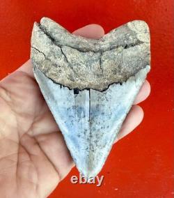 Large 5.22 Inch Aurora Megalodon Shark Tooth, Lee Creek North Carolina