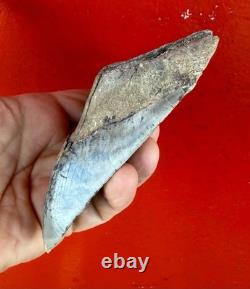 Large 5.22 Inch Aurora Megalodon Shark Tooth, Lee Creek North Carolina