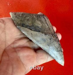 Large 5.22 Inch Aurora Megalodon Shark Tooth, Lee Creek North Carolina