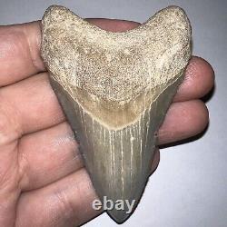 Large BLUE MEGALODON Fossil Shark Tooth Bone Valley Florida! Great Serrations