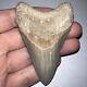 Large Blue Megalodon Fossil Shark Tooth Bone Valley Florida! Great Serrations