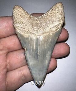 Large BLUE MEGALODON Fossil Shark Tooth Bone Valley Florida! Great Serrations