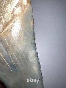 Large BLUE MEGALODON Fossil Shark Tooth Bone Valley Florida! Great Serrations
