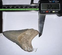 Large BLUE MEGALODON Fossil Shark Tooth Bone Valley Florida! Great Serrations