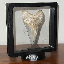 Large BLUE MEGALODON Fossil Shark Tooth Bone Valley Florida! Great Serrations