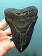Large Black 5.39 Megalodon Tooth 100% Natural No Restoration