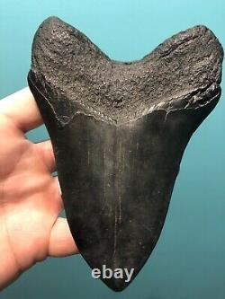 Large Black 5.39 Megalodon Tooth 100% Natural No Restoration