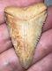 Large Fossil Chilean Great White Shark Tooth 1.69 Inches Megalodon Era