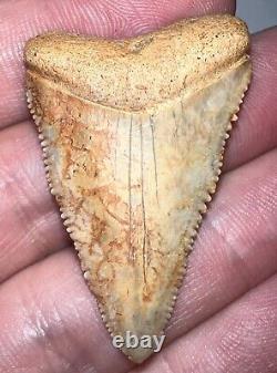 Large Fossil CHILEAN GREAT WHITE SHARK TOOTH 1.69 INCHES Megalodon Era