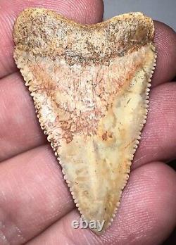 Large Fossil CHILEAN GREAT WHITE SHARK TOOTH 1.69 INCHES Megalodon Era