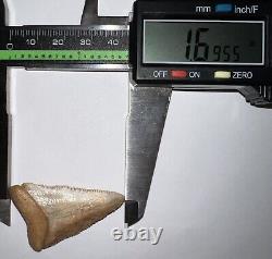 Large Fossil CHILEAN GREAT WHITE SHARK TOOTH 1.69 INCHES Megalodon Era