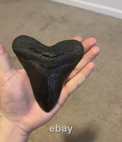 Large Fossil Megalodon Shark Tooth Jet Black 5 Inch Chunky Tooth SouthEast