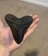Large Fossil Megalodon Shark Tooth Jet Black 5 Inch Chunky Tooth Southeast