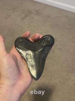 Large Fossil Megalodon Shark Tooth Jet Black 5 Inch Chunky Tooth SouthEast