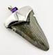 Large Fossil Shark Tooth Pendant Megalodon, With Sterling Silver Cap Meg Teeth