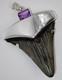 Large Fossil Shark Tooth Pendant Megalodon, With Sterling Silver Cap Meg Teeth